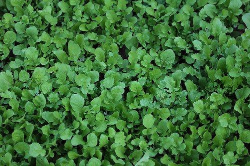 Growing Arugula