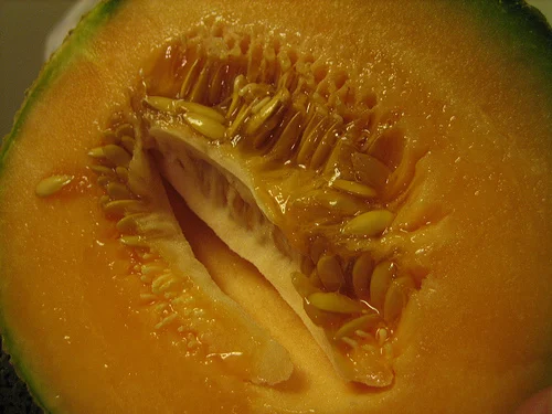 how to grow cantaloupe