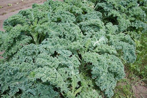 how to grow kale