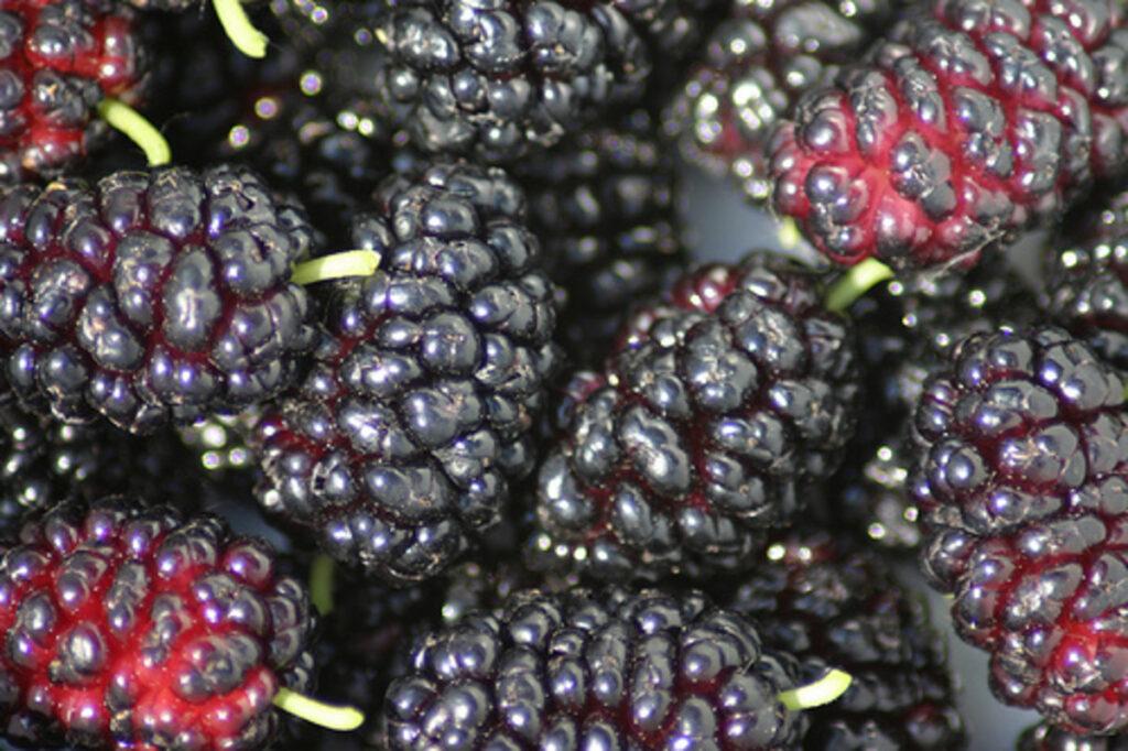 how to grow mulberries