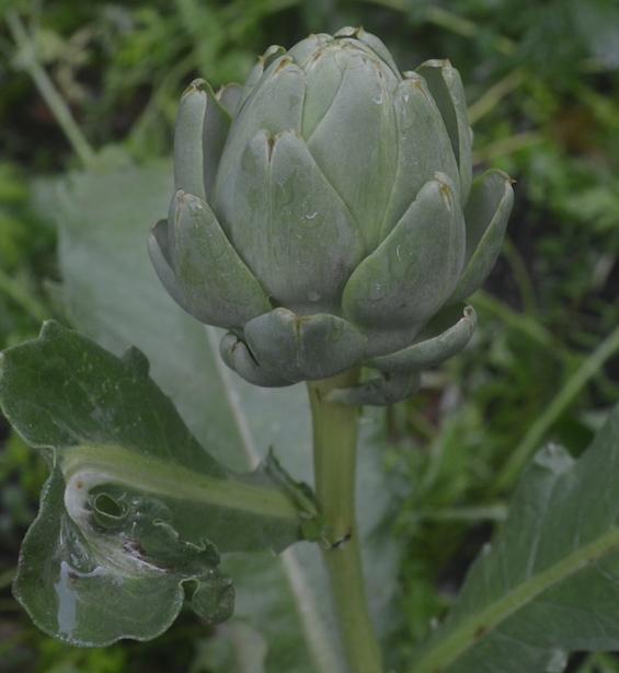grow artichokes