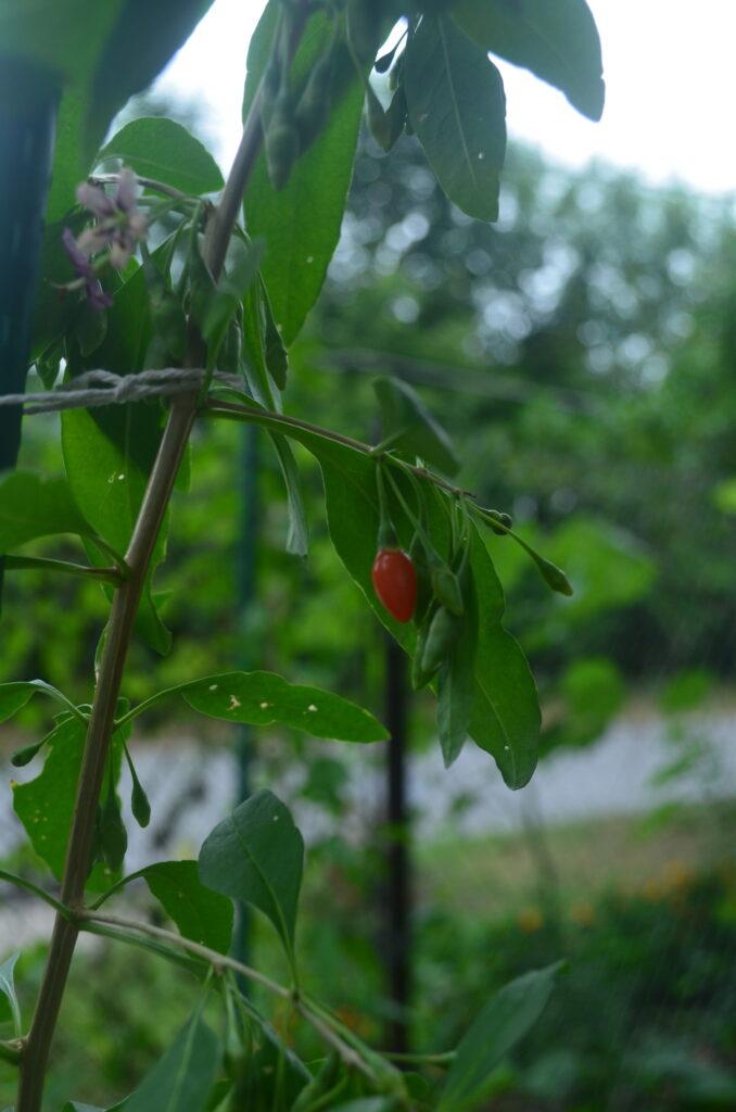 growing goji berries