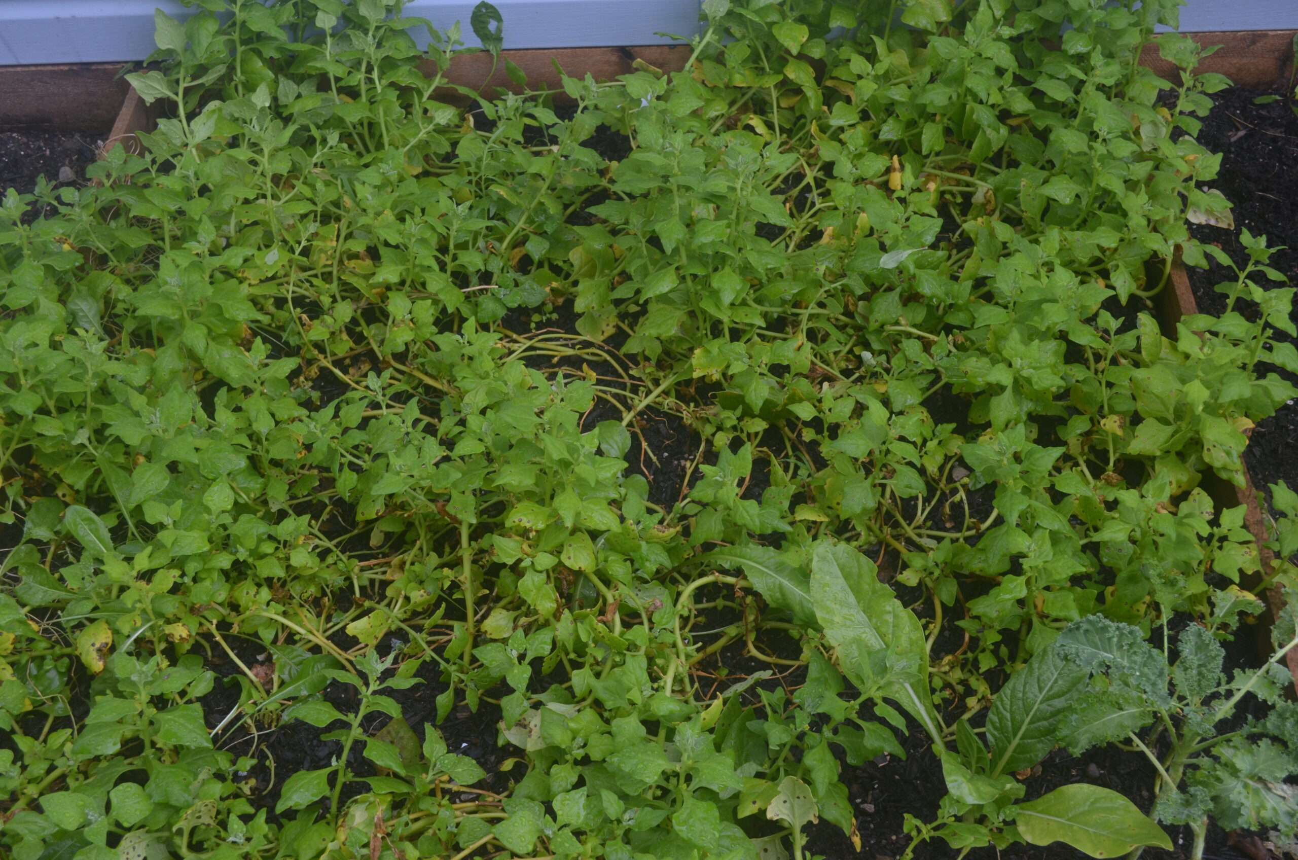 The Benefits of Growing New Zealand Spinach in Your Food Forest Garden