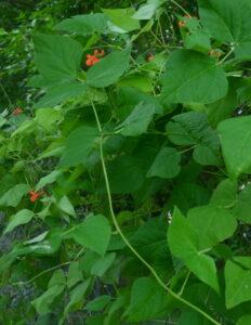 growing scarlet runner beans