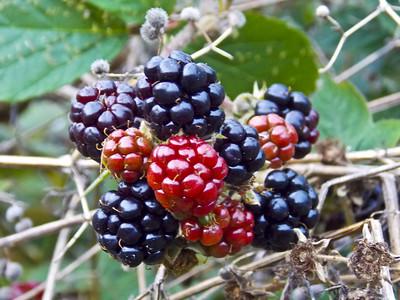 growing blackberry