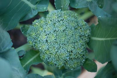 growing broccoli