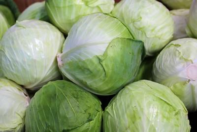 growing cabbage