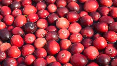 growing cranberries