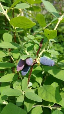 haskap berries