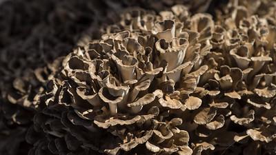 edible mushrooms