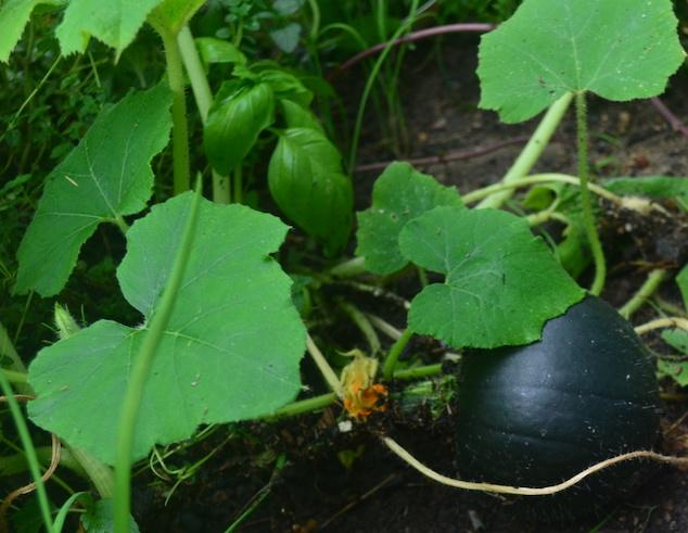 growing pumpkins