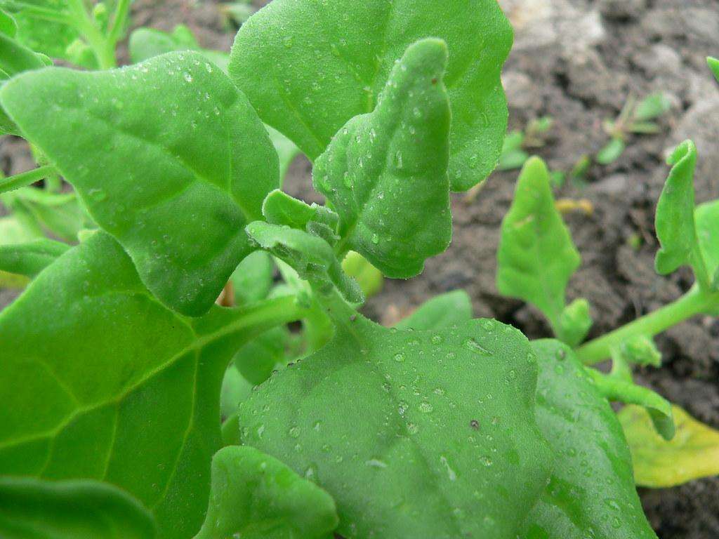 Growing New Zealand Spinach: A Complete Guide for Gardeners