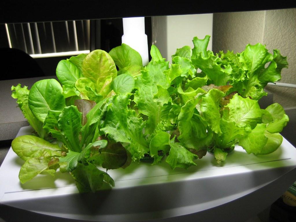 indoor food gardening