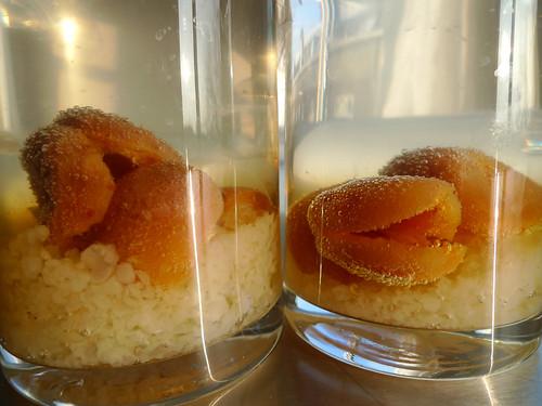 Dried apricots and kefir grains