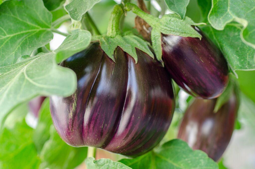 growing eggplants