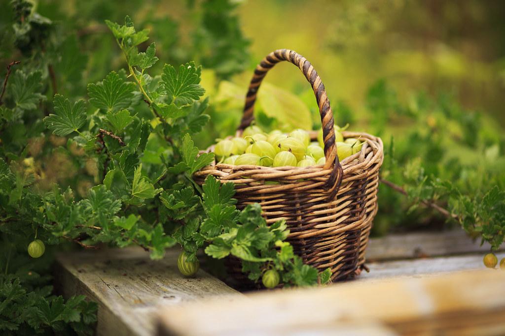 growing delicious gooseberries