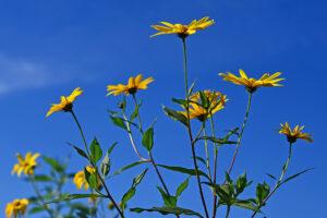 Jerusalem Artichokes