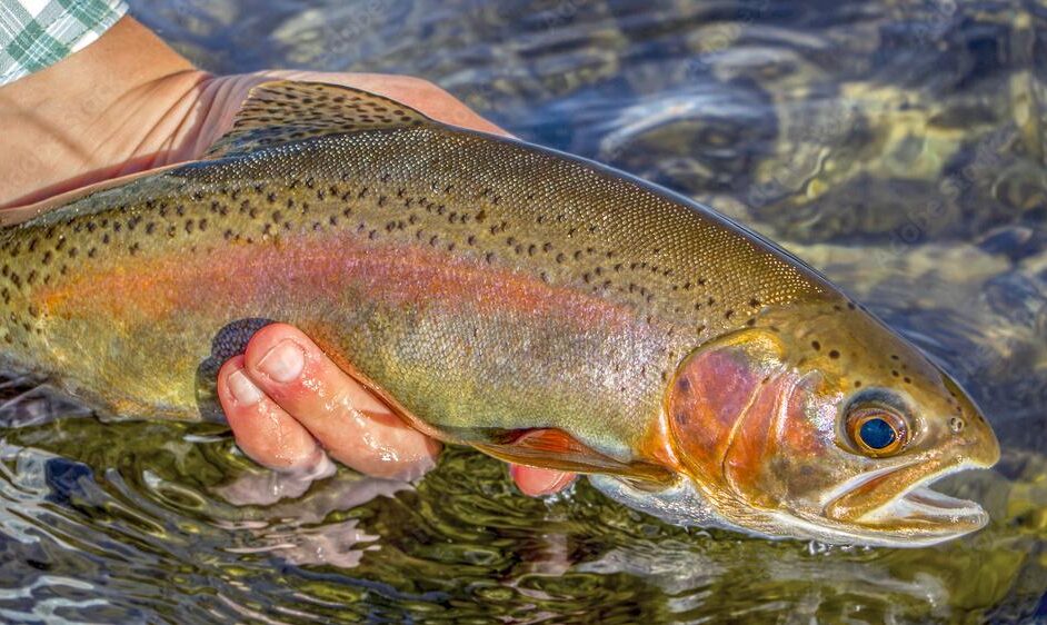 Lees Ferry Arizona Rainbow trout released back to the river