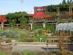 growing your own food