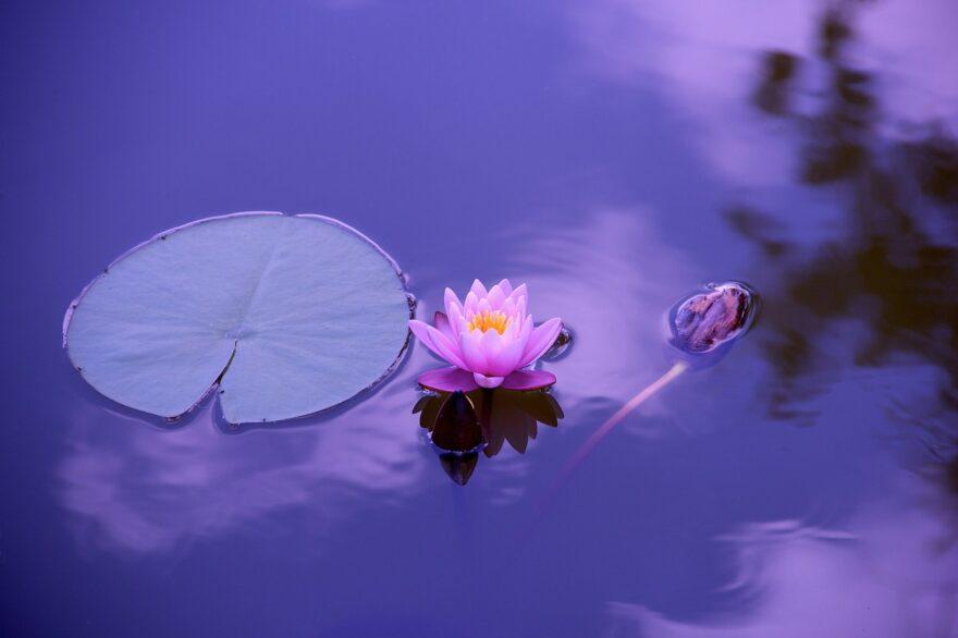 lotus flower lily pad pond 1205631