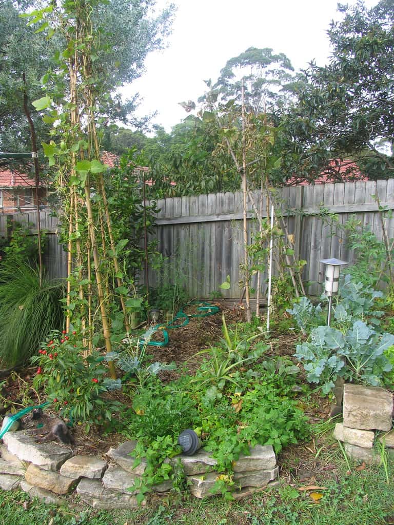 food forest