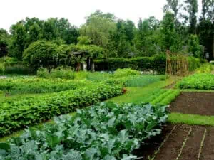 Food Forest