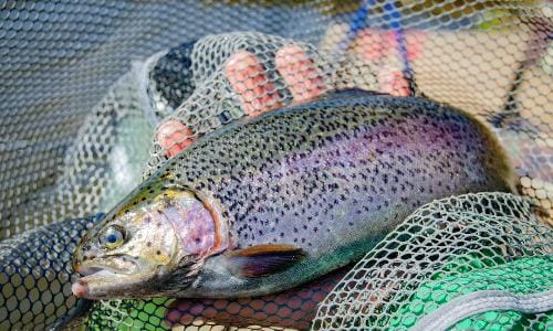 The Best Time of Year to Catch Trout