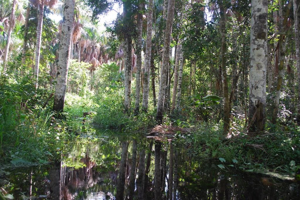 Swamp in Amazon rainforest