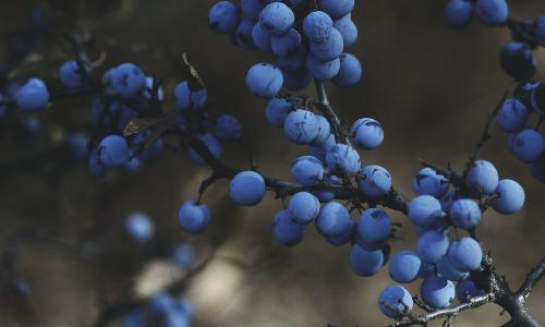 The Top 10 Fruits for Your Food Forest