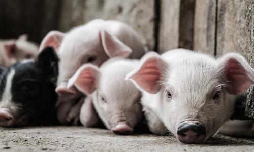 The Pros and Cons of Raising Pigs on Your Homestead