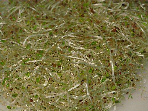 How to Grow Alfalfa Sprouts – Indoor Gardening Step-by-Step Guide