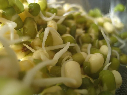 How to Grow Bean Sprouts – Indoor Gardening Step-by-Step Guide