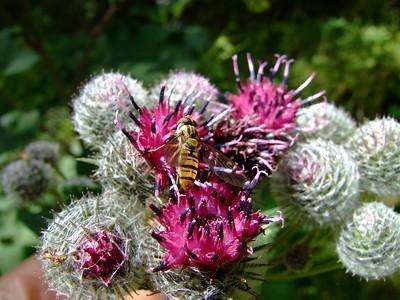 Burdock: A Misunderstood Herb with Many Great Benefits