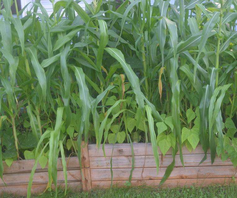 Maximizing Yields: Growing Corn in Small Spaces