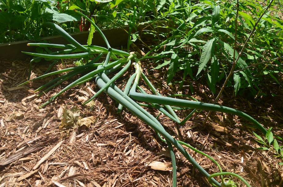 Growing Egyptian Walking Onions: A Comprehensive Guide for Gardeners