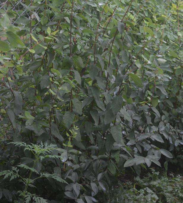 Growing Haskap Berries in Your Backyard Food Forest Garden