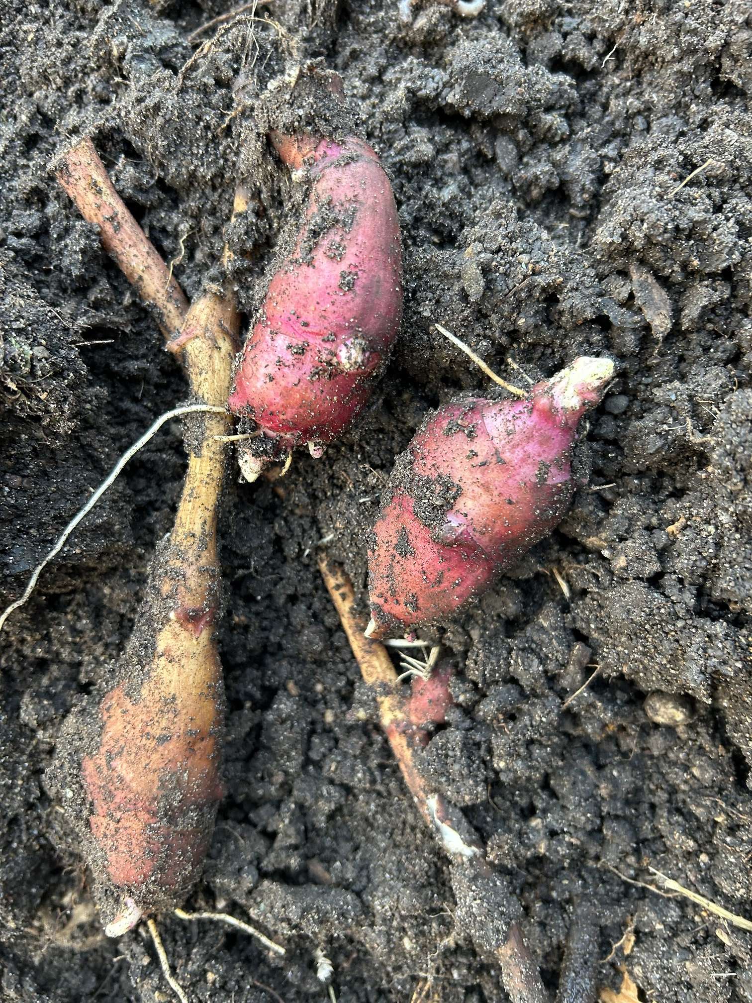 Why You Should Include Jerusalem Artichokes in Your Backyard Food Forest