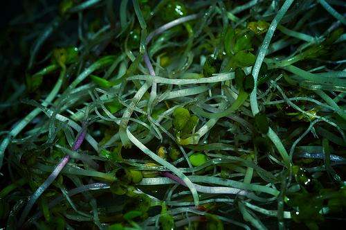 How to Grow Oat Sprouts – Best Indoor Gardening Tips