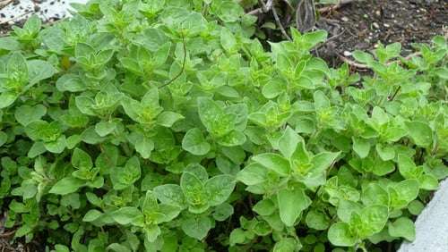How to Grow Oregano