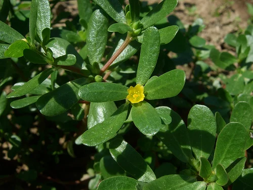 How to Grow Purslane