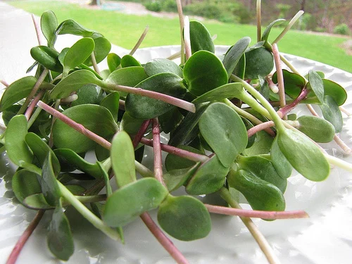 Growing Sunflower Sprouts: Indoor Gardening Step-by-Step