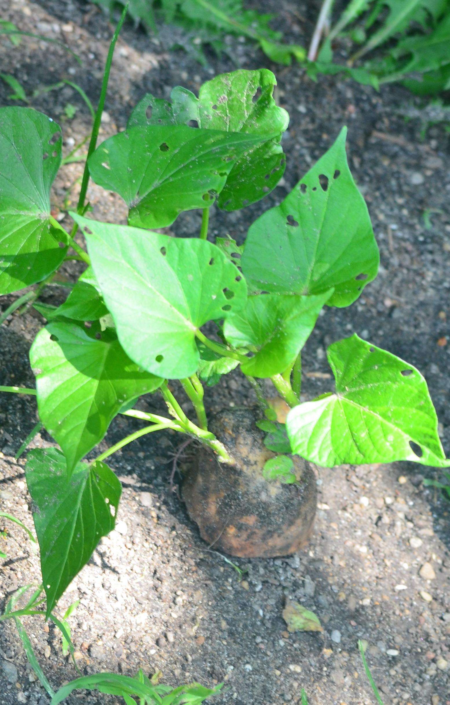 Growing Sweet Potatoes: A Step-by-Step Guide for a Delicious Harvest