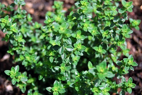 How to Grow Thyme – Step-by-Step Guide to Growing the Best Thyme