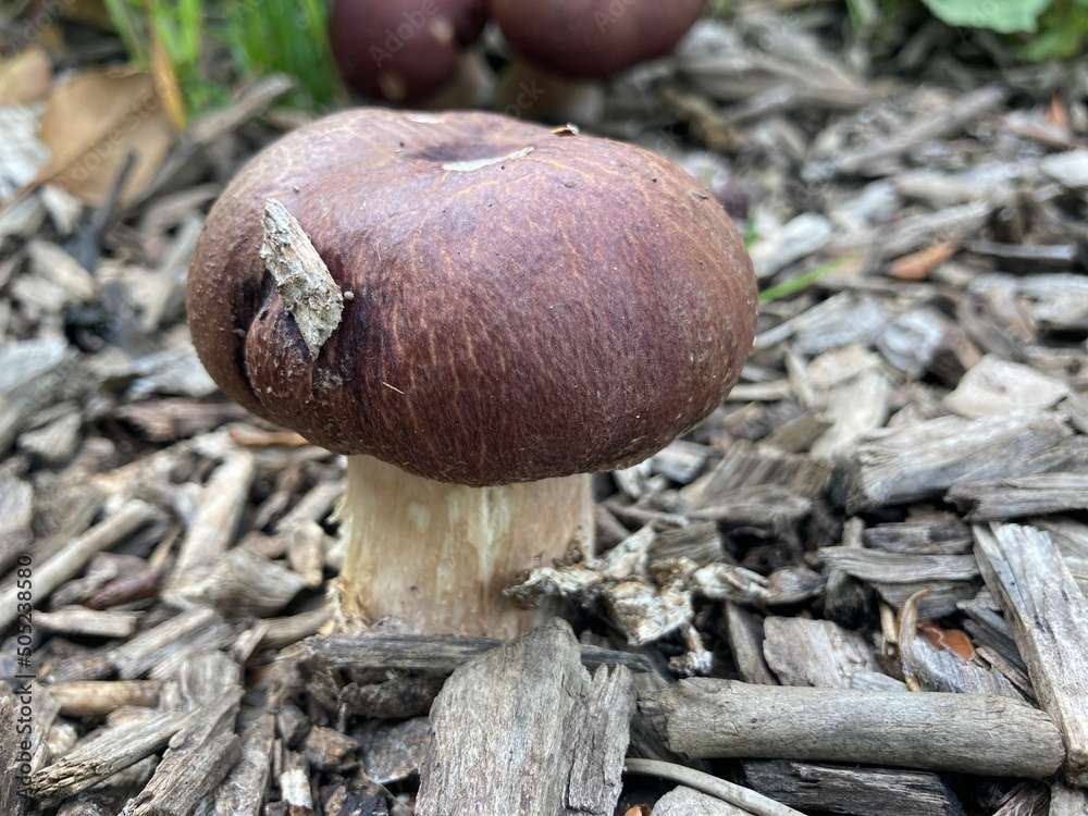 How to Grow Wine Cap Mushrooms