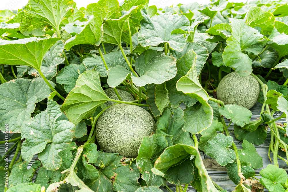 Close-up of cantaloupes growing in farmland in Yunlin, Taiwan.