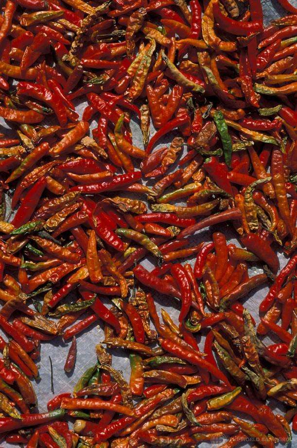 5 Proven Tips for to Grow the Best Peppers in Your Garden