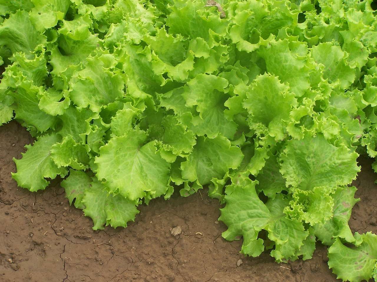 Mastering the Art of Lettuce Growing: Tips and Tricks for Different Varieties