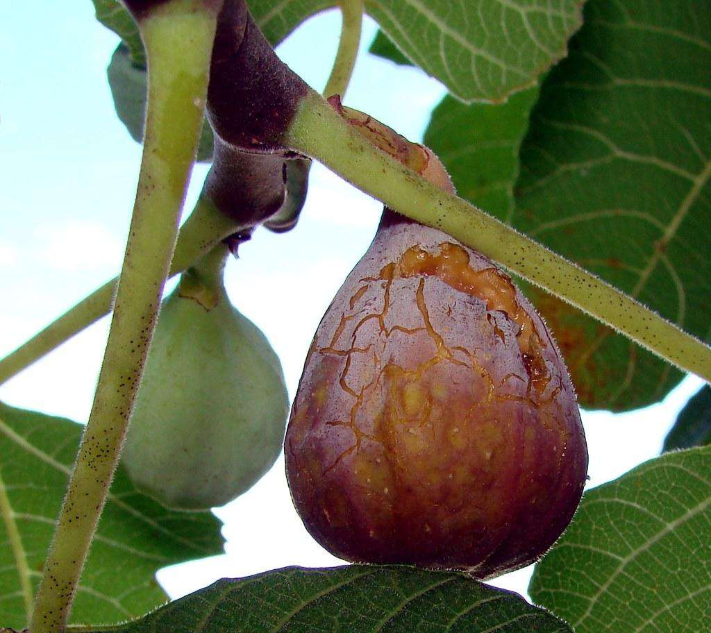 Growing Figs in Snowy Climates: Tips and Tricks for Success