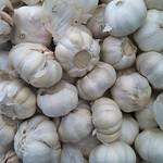 Growing Garlic: A Step-by-Step Guide for a Successful Harvest