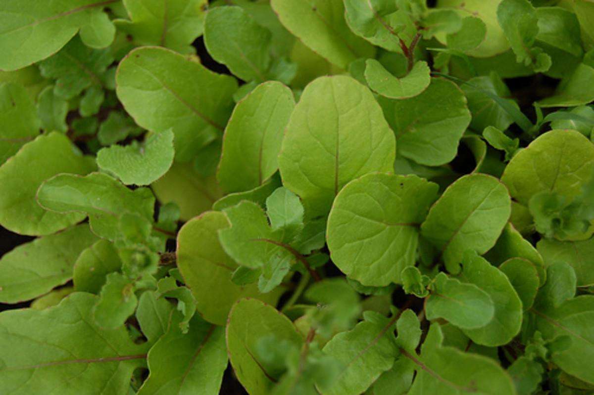 The Nutritional and Culinary Benefits of Growing Arugula in Your Garden